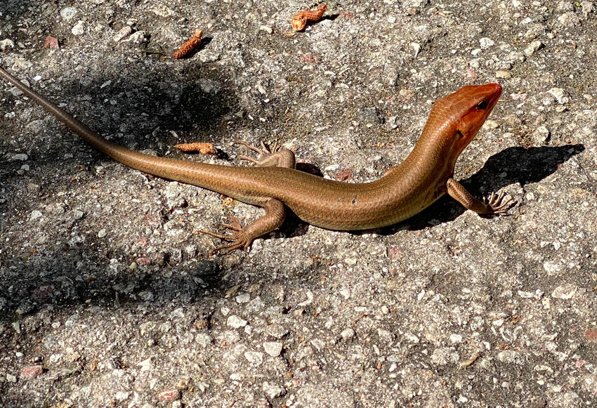 A broad-headed skink sunbathes on the trail.