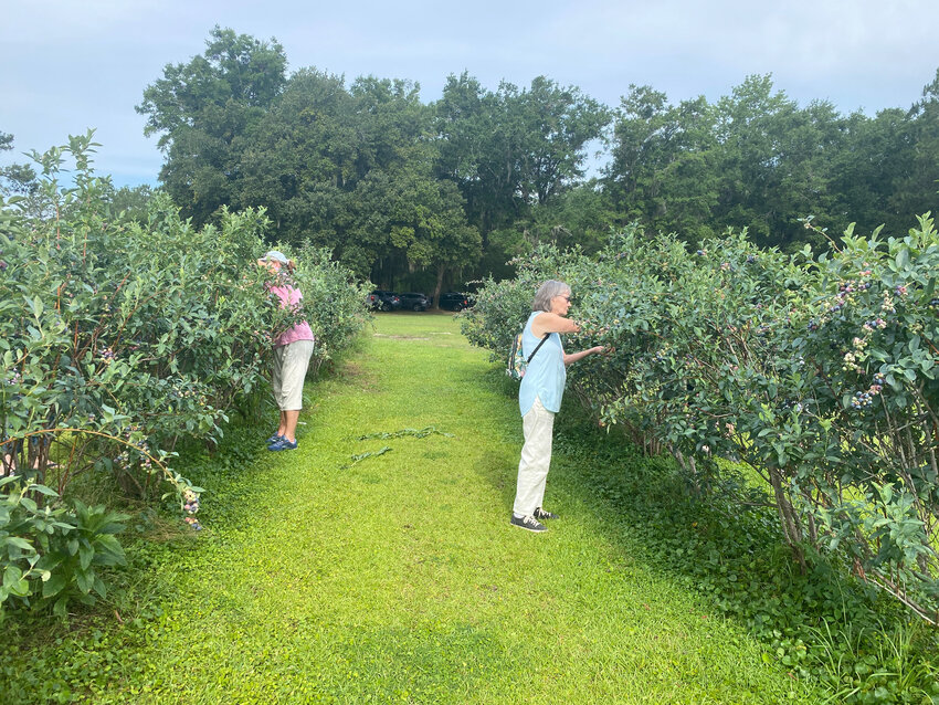 Picking blueberries at Vacuna Farms.