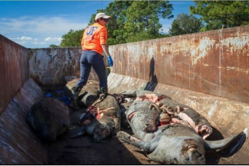 Dead manatees pile up inside a large trash bin near the Indian River Lagoon. A federal judge ordered the state to stop allowing the water pollution that leads to these deaths, but Florida has decided to fight the order.