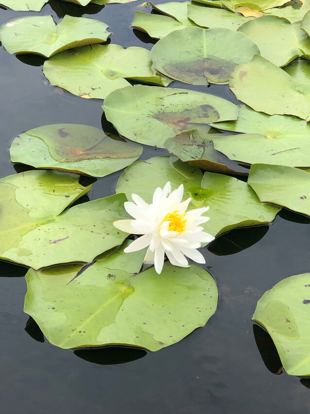 Swamp lily.