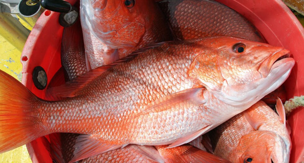 Atlantic red snapper season to begin; anglers can help FWC gather data