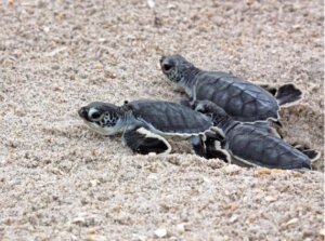 Sea Turtle Nesting Season - Fernandina Observer