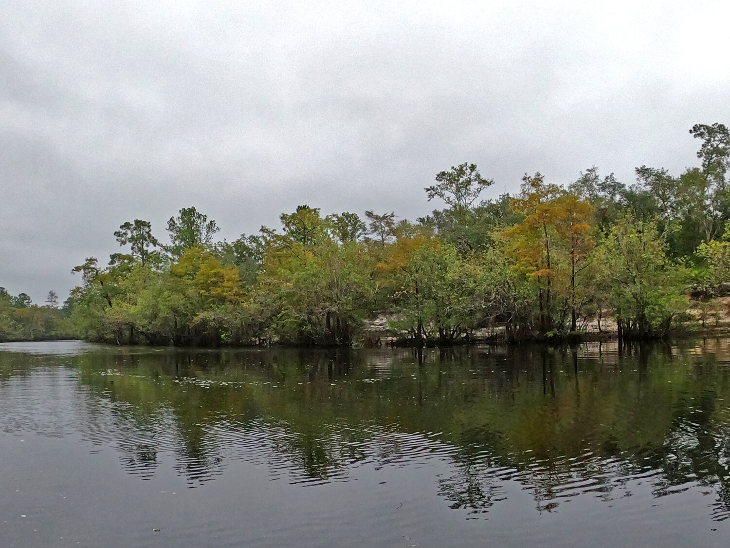 Saving Sturgeon: St. Marys Riverkeeper's Lunch and Learn - Fernandina ...