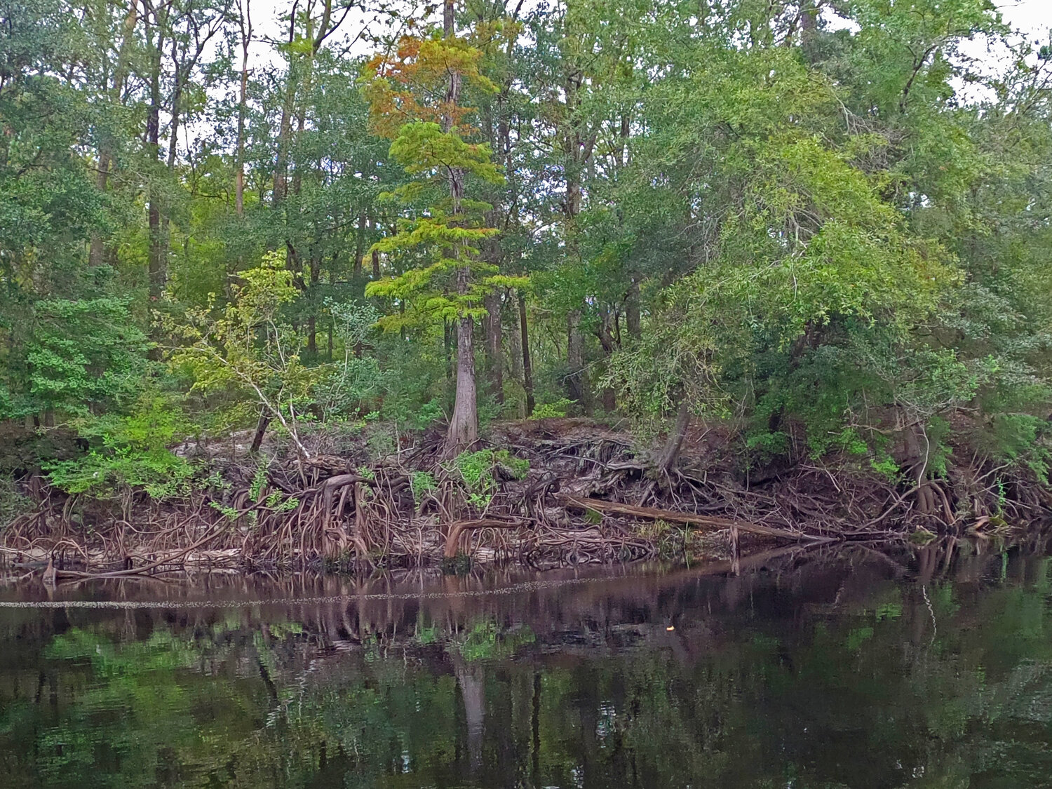 Saving Sturgeon: St. Marys Riverkeeper's Lunch and Learn - Fernandina ...