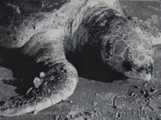 Dead sea turtle with nose blood.