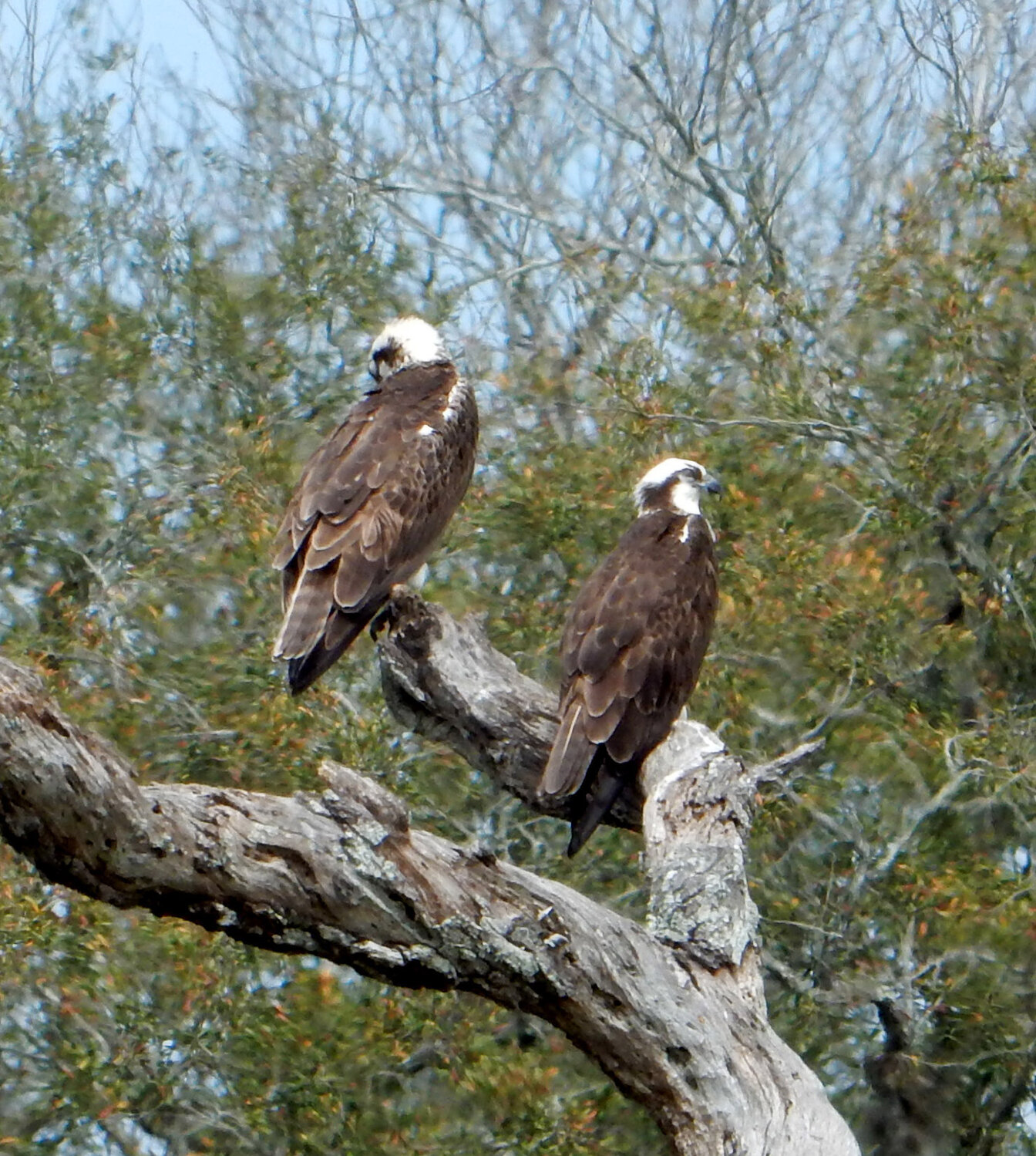 Pat’s Wildways: Osprey happenings - Fernandina Observer