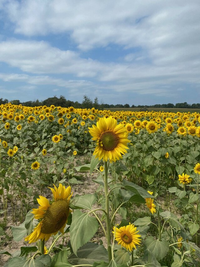 Dan and Karleen Bakke welcome all to check out their field of sunflowers while they are in brilliant bloom.