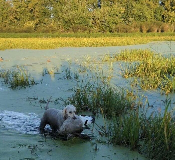 Pike is a 6-year-old Goldendoodle that loves to hunt waterfowl. His best buddy in life is his master, Joey Dushek.