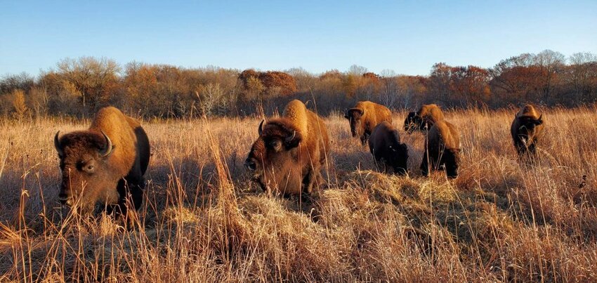 A small herd of bison has been introduced to a 150-acre prairie in Spring Lake Park Reserve in Hastings. One of the Birds &amp; Bison Bike Tours will give riders an opportunity to see the bison and learn about them from local experts.