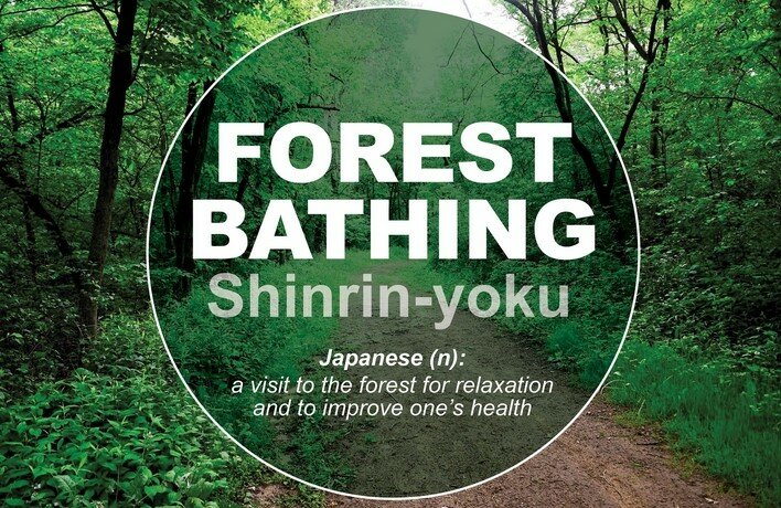 Forest Bathing is defined as an ancient Japanese wellness practice.