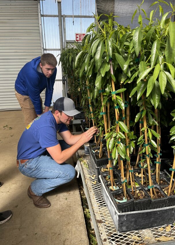 The UW-River Falls Crop Judging Team examined plants during competition as part of the North American Colleges and Teachers of Agriculture (NACTA) Student Judging Contest in Modesto, Calif., April 12-15.