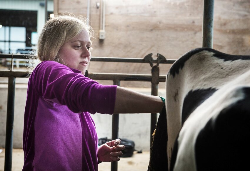 Former UW-River Falls student Mikayla Birschbach works with a cow at the university&rsquo;s Mann Valley Farm. This fall, UW-River Falls will host the longstanding Farm and Industry Short Course that teaches participants about farming during 16 weeks of classes.