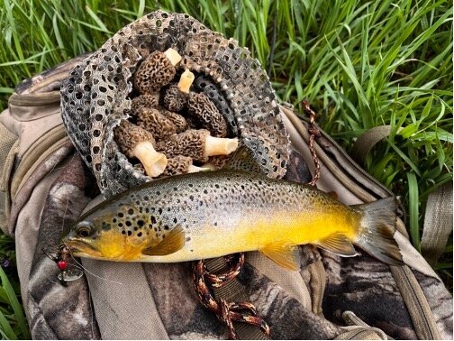 These morels and trout made for a wonderful lunch.