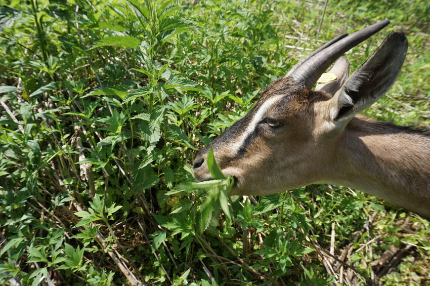 One of the Greene Ravine Goats grazing at a work site in Maiden Rock last week.