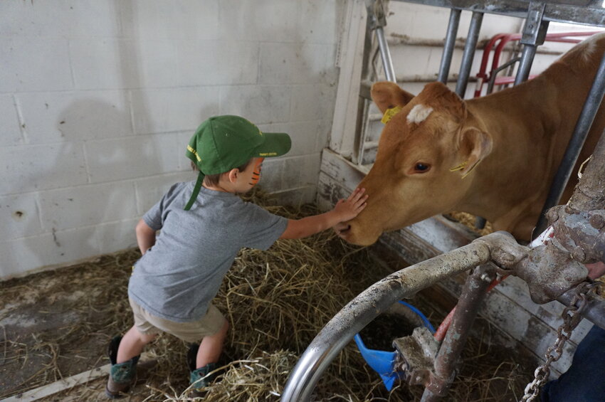 Bryce Knaapen of Woodville pets one of the Erlandson family&rsquo;s Maple Bud Farm cows during Saturday&rsquo;s Pierce County Dairy Breakfast.