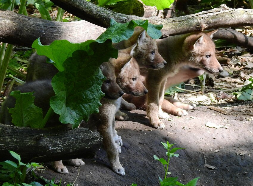 Coyote pups look on from the woods.