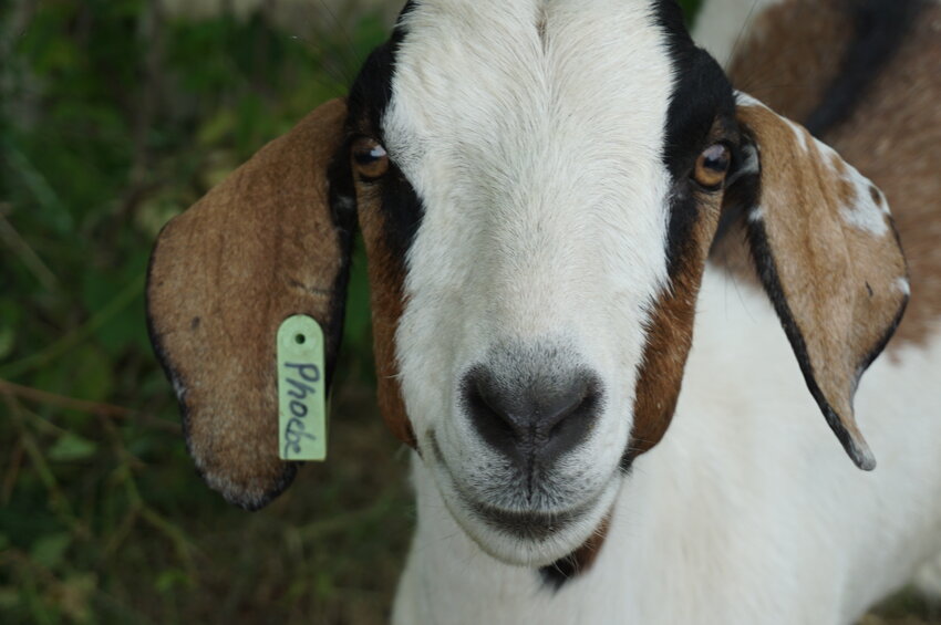 A goat tagged &ldquo;Phoebe&rdquo; was one of the 31 goats at Sea Wing Park in Diamond Bluff that assisted in the removal of the brush this past weekend.