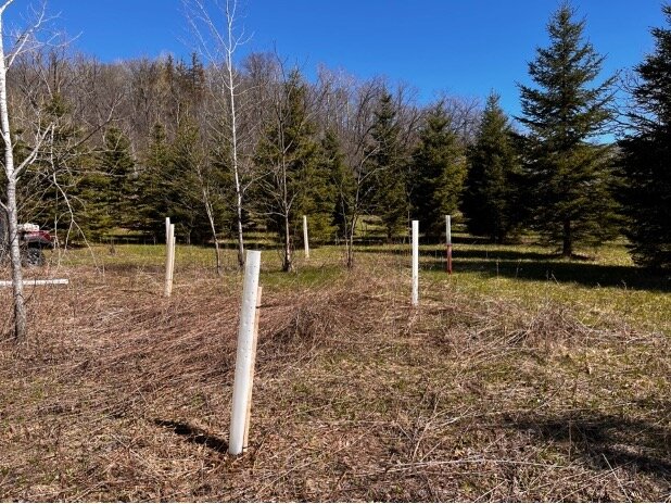 Plastic tubes protect the saplings that were planted earlier this year. In the background are some of the original plantings from 20 years ago.