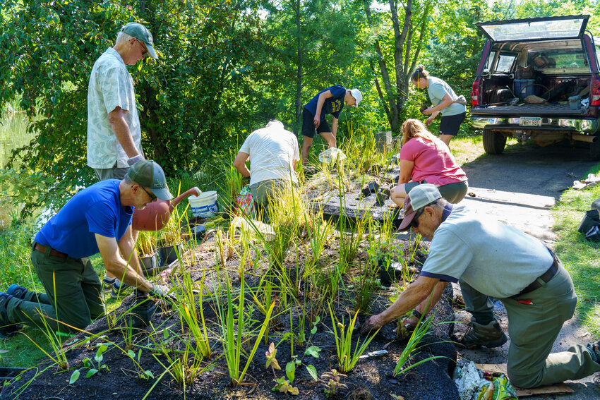 Volunteers from Hastings Environmental Protectors plant various plants in specially designed rubber floating islands that now call the pond in Cari Park home.