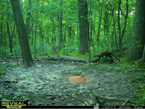 This is the largest fisher I have ever seen, in person or on camera, caught on my trail cam on Aug. 17.