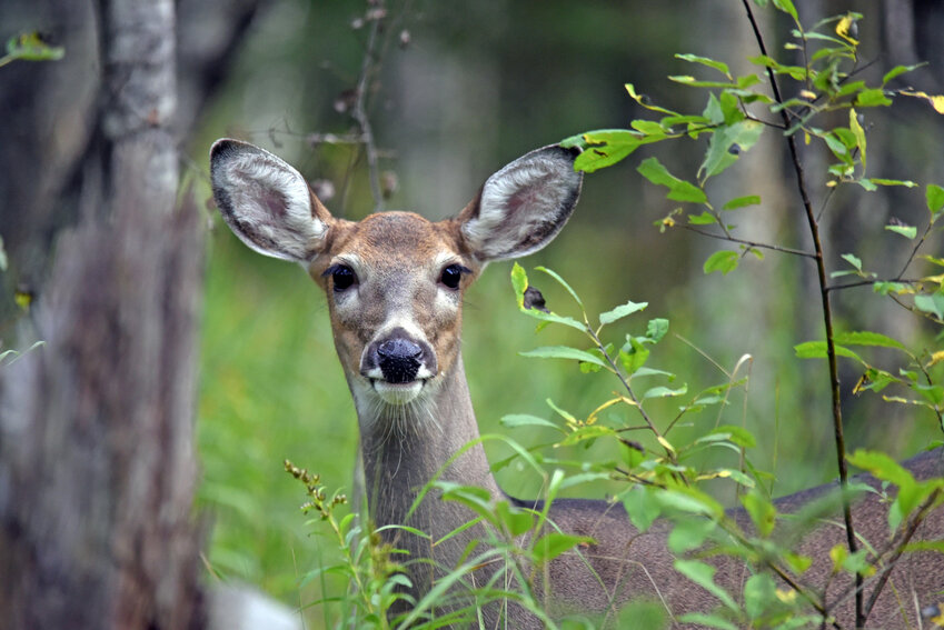 CWD has been found in a Pierce County deer, according to the Wisconsin Department of Natural Resources.