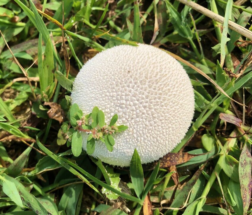A puffball mushroom about the size of a golf ball from Chris Hardie's yard.