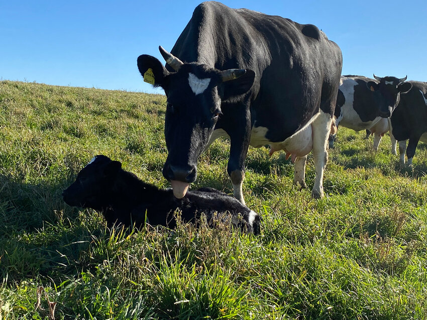 A cow interacts with her calf on Cheyenne Christianson&rsquo;s Barron County farm. Kate Creutzinger, assistant professor of animal welfare and behavior at UW-River Falls, has received two federal grants to research the welfare of cows and calves related to their living conditions.