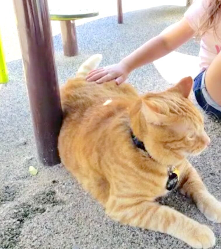 Rusty the Cat, a popular fixture at Woodridge Park, was found shot Dec. 7 with a pellet in the spine. His family is offering a $1,500 reward for information.