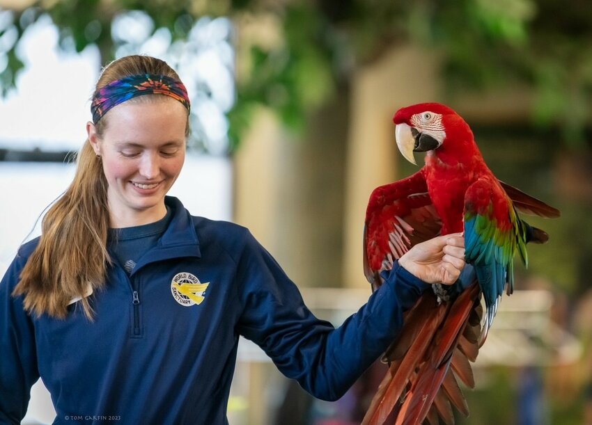 An attendant holds a red-and-green macaw.