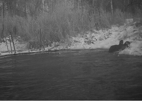 Two otters stop alongside the trout stream long enough for me to get a trail camera photo of them.