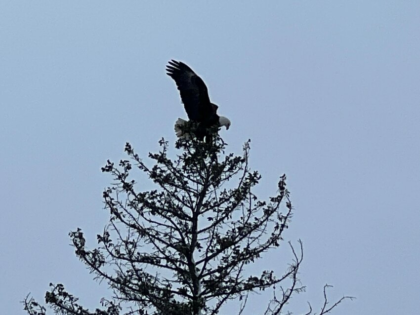 Crows mobbed this bald eagle that landed in a tree.