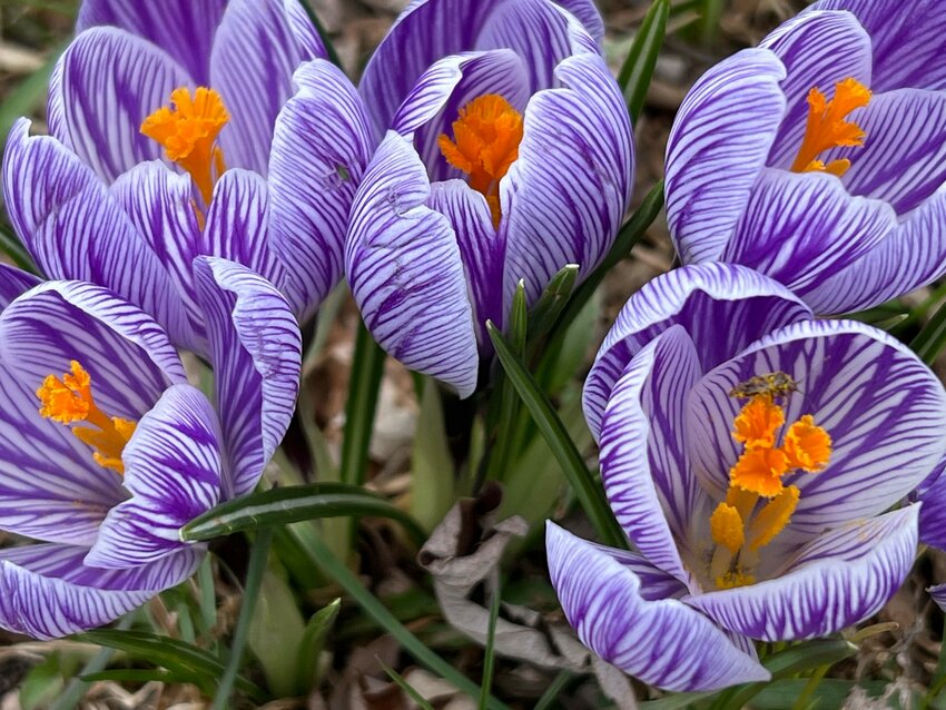 A photo of crocuses in Chris Hardie's yard. Some of them were planted years ago by his mother.