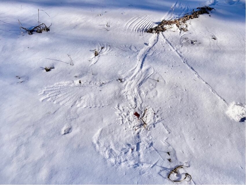 While walking in the woods after the last snowfall, I came upon clues that a bird of prey had gotten its dinner.