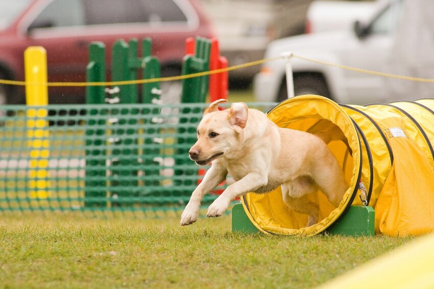 Overdale Kennel and Canine Sports is celebrating its new facility with a grand opening party May 4 at S1000 Westland Drive, Spring Valley, complete with dog demos.