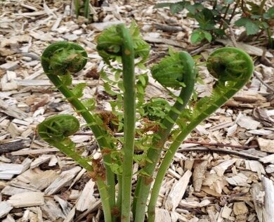 Fiddleheads grown on the forest floor and taste like a cross between asparagus, broccoli, spinach and green beans. Their harvest window is tight; they are delicious when sauteed in butter or olive oil.