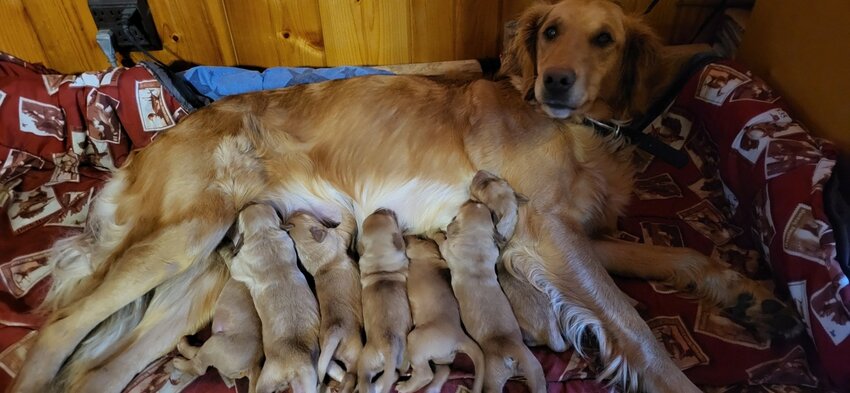 Red loves her litter of pups.