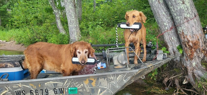 The pups doing some basic training during our &quot;Big Chip Getaway&quot;.