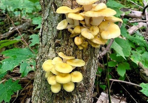 Oyster mushrooms are delicious on their own, in a salad or on a sandwich