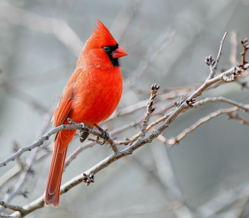 Cardinal Tweets