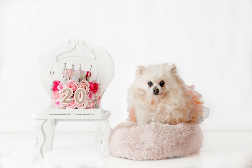 Macy the Pomeranian will turn 20 on April 16. Her owner celebrated the milestone with a photo shoot commemorating the special occasion.