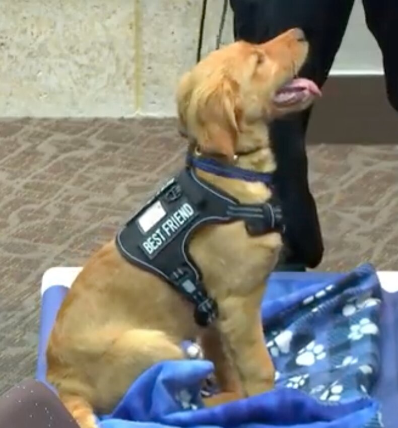 Riggs made his debut at the March 19 Council meeting. Riggs is an emotional support dog with Cottage Grove Public Safety, enhancing mental health and therapy support.