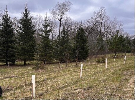 The white plastic tubes help protect this year&rsquo;s plantings. The next row represents planting from three years ago while the firs in the background are from my first tree planting season in the early 2000s.
