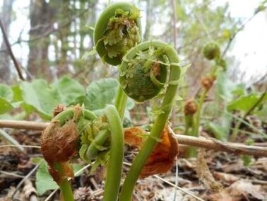 Even though my quest for a turkey wasn&rsquo;t successful, my foraging bag was filled with young fiddleheads.
