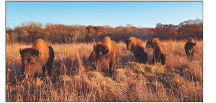 Bison on Dakota County’s Spring Lake Park Reserve Bison Prairie. Photo courtesy of Dakota County.