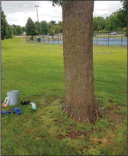 TJ Lucas treating a tree at the Hastings tennis courts. Photo by TJ Lucas.