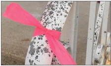 Pink ribbons marked houses last week as volunteer