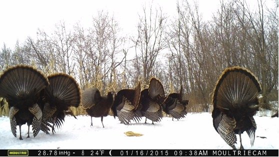 Hunting channels and game cameras are showing signs that spring turkey hunting is not far away.