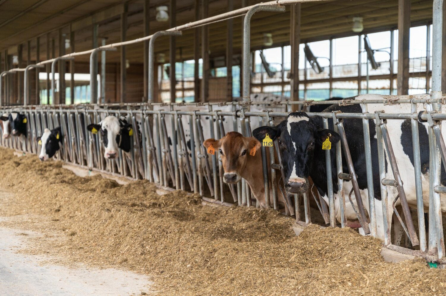 Dairy cows are among the animals housed at the UW-River Falls Mann Valley Farm. This fall, UW-River Falls will host the longstanding Farm and Industry Short Course that teaches participants about farming during 16 weeks of classes.