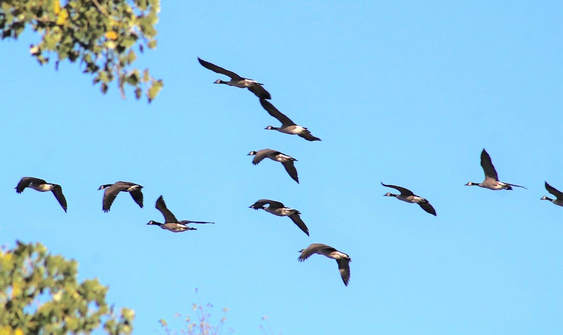 Coming off a long flight in, these Canadian Geese head towards town for food, where left over crop cuttings await to refresh from their long journey. The Mississippi River and its tributaries serve as a flyway for many different bird species, small and large.