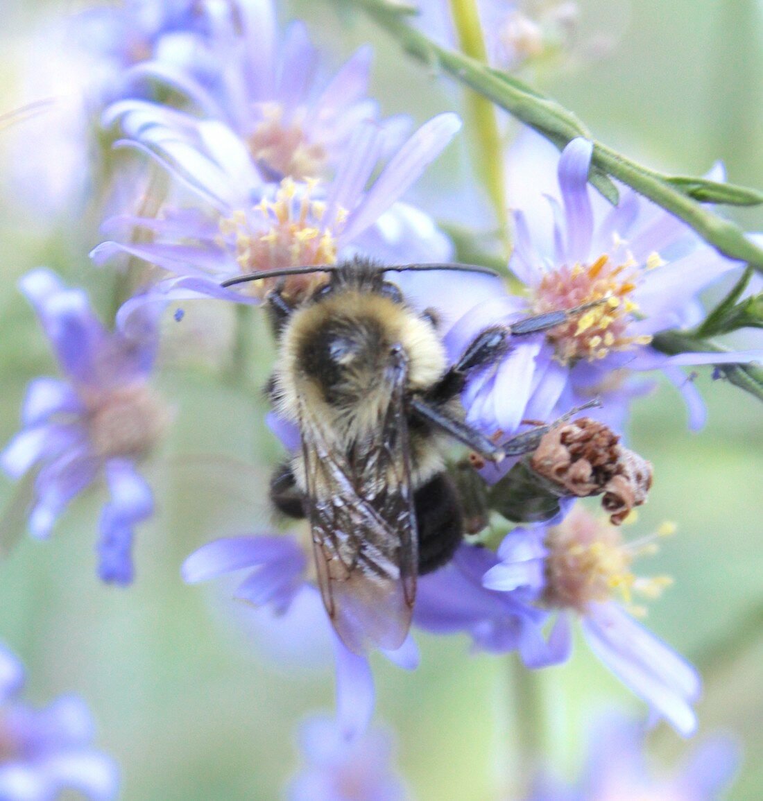 Working to advance its own interests at the Grey Cloud Dunes, this bumblebee on a sky blue aster unwittingly helps the flowers pollinate, including wild grapes on site.